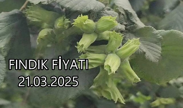 Fındık Fiyatı 21 Mart 2025 Cuma