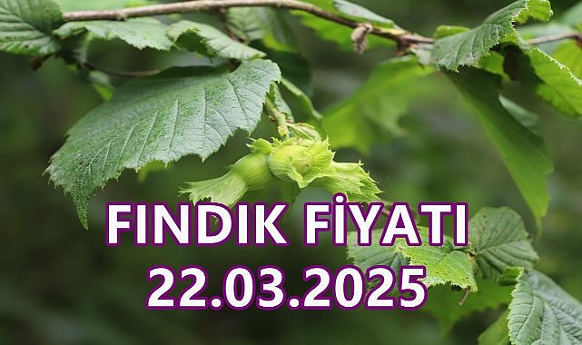 Fındık Fiyatı 22 Mart 2025 Cumartesi