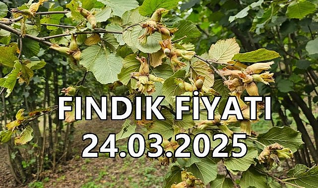 Fındık Fiyatı 24 Mart 2025 Pazartesi