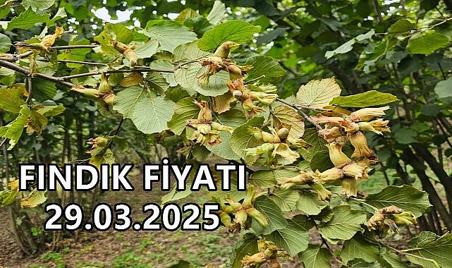 Fındık Fiyatı 29 Mart 2025 Cumartesi