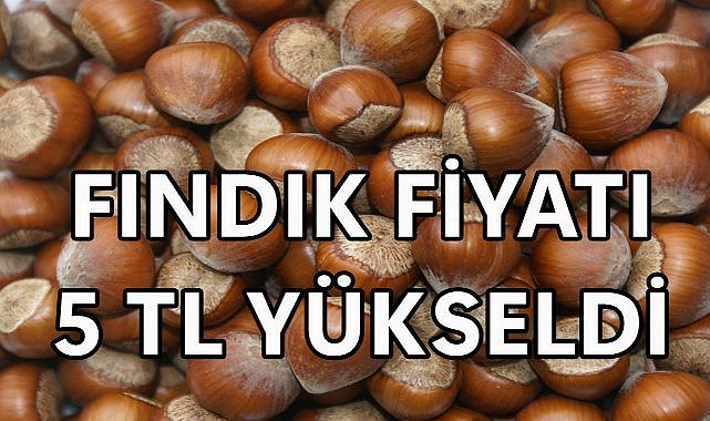 Fındık Fiyatı 5 TL Yükseldi; Talep Artışı Fiyatları  Yükseltti