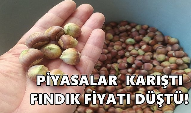 Fındık Fiyatı Bugün Güncellendi;  Ordu&#039;da Fındık Fiyatı Düştü!