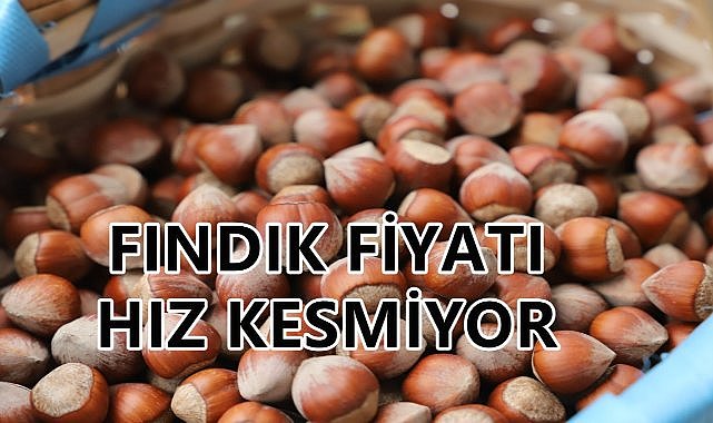 Fındık Fiyatı Hız Kesmiyor; Yükseliş Devam Ediyor!