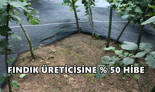 Fındık Üreticisine Hibe; Detaylar Belli Oldu!
