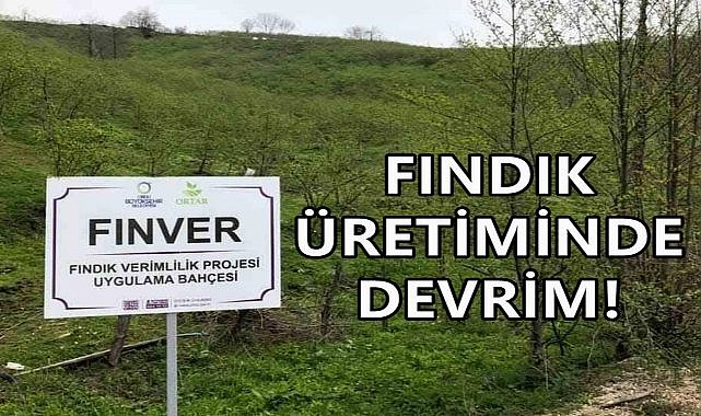 Fındık Üretiminde Devrim; Ordu&#039;nun FINVER Projesi Türkiye&#039;ye Örnek Oluyor!