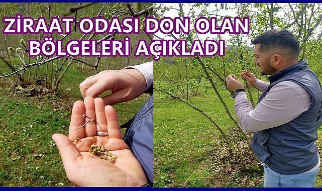 Fındıkta Don Olan Bölgeleri Ziraat Odası Açıkladı; Üretici Tedirgin Oldu!