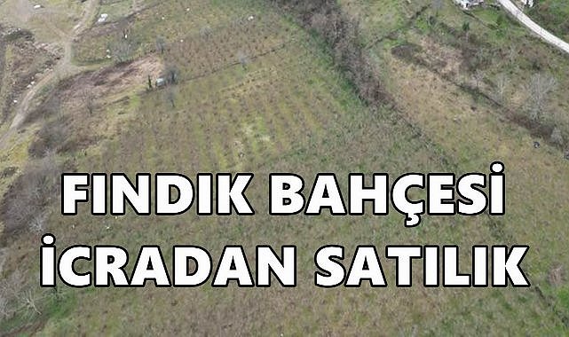 Giresun Bulancak&#039;ta 6.6 Dönüm Fındık Bahçesi Satışa Çıkartılıyor