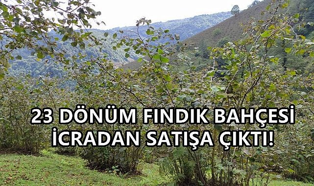 Giresun&#039;da 23 Dönüm Fındık Bahçesi İcradan satışa Çıkartıldı
