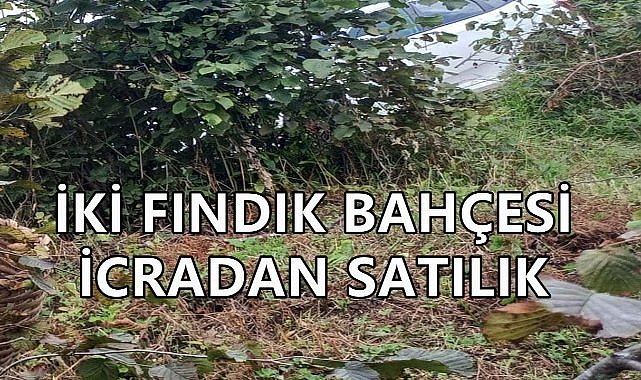 Giresun Tirebolu&#039;da İki Büyük Fındık Bahçesi İcradan Satışa Çıkıyor; İşte Detaylar