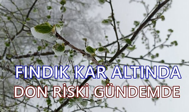 Kış Geri Geldi, Fındık Üreticisi Don Endişesi Yaşıyor!