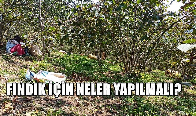 Mart Ayında Fındık Bahçelerinde Yapılması Gerekenler Açıklandı