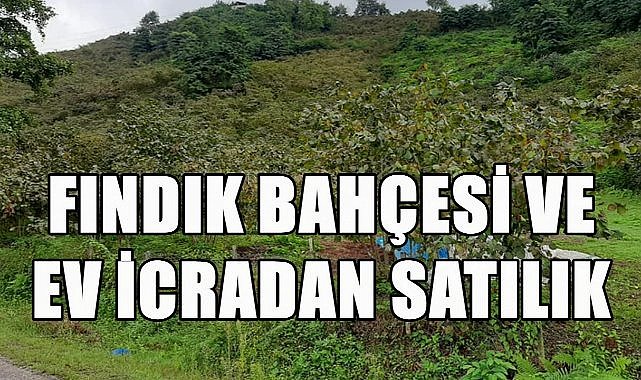 Ordu Akkuş&#039;ta 5 Dönüm Fındık Bahçesi ve Ev İcra Yoluyla Satılacak!