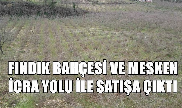 Ordu Çatalpınar&#039;da 6 Fındık Bahçesi ve 1 Mesken İcra Yolu İle Satışa Çıktı