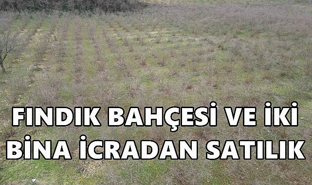 Ordu Çatalpınar&#039;da Fındık Bahçesi ve İki Bina İcradan Satılacak!
