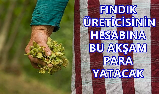 Ordu&#039;da 127 Bin Fındık Üreticisinin Hesabına  Para yatacak; Mazot ve Gübre ödemeleri Başlıyor