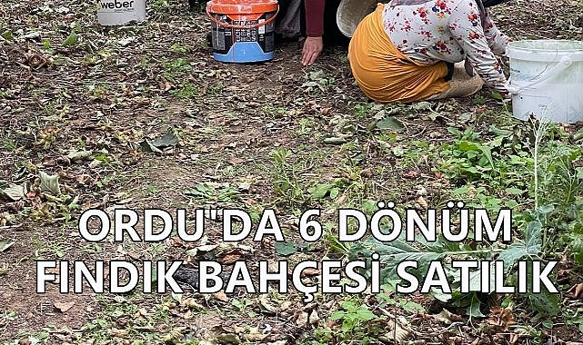 Ordu&#039;da 6 Dönümlük Fındık Bahçesi İcradan Satışa Çıkıyor; İşte Detaylar
