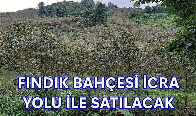 Ordu Fatsa&#039;da Taşınmazlar İcra Yolu İle Satışa Çıkartıldı