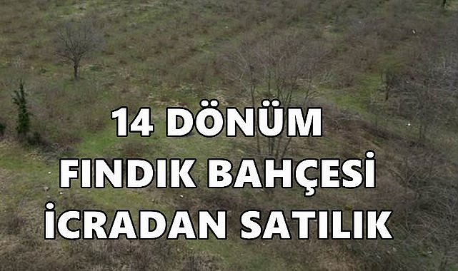Ordu Ünye&#039;de 14 Dönüm Fındık Bahçesi İcradan Satışa Çıktı