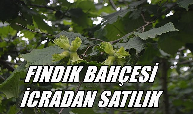 Ordu Ünye&#039;de Fındık Bahçesi 12 Milyon TL&#039;ye İcradan Satılacak!