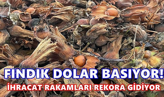 Türkiye&#039;nin Fındık İhracatı Rekor Kırıyor; Fındık Adeta Dolar Basıyor!
