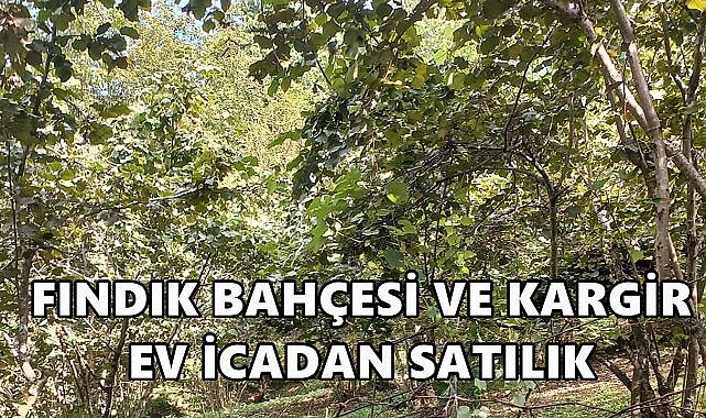 Ünye İkizce&#039;de Fındık Bahçesi ve Kargir Ev İcradan Satışa Çıktı!