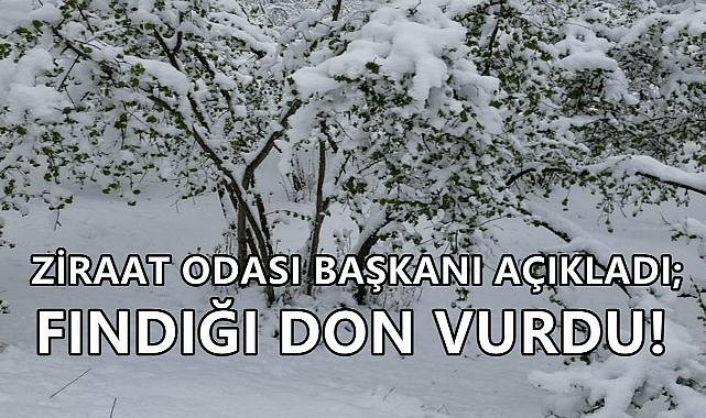 Ziraat Odası Başkanı Açıkladı; Fındık Bahçelerini Don Vurdu