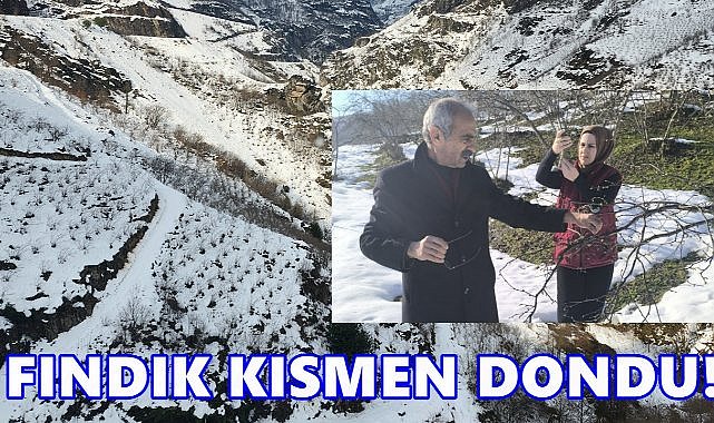 Ziraat Odası Başkanı Açıkladı; Ordu&#039;da Soğuk Hava Fındığı Vurdu