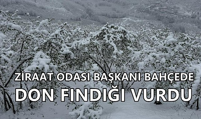 Zirai Don Fındık Bahçelerini Vurdu; Üreticiler Endişeli