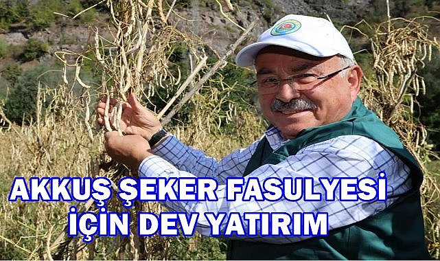 Akkuş Fasulyesi İçin Dev Yatırım; 28 Milyon TL'lik Sulama Projesi Geliyor