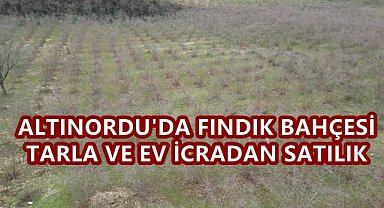 Altınordu'da Fındık Bahçesi,Tarla ve Ev İcradan Satışa Çıktı