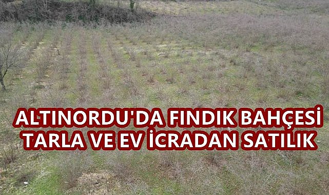 Altınordu&#039;da Fındık Bahçesi,Tarla ve Ev İcradan Satışa Çıktı