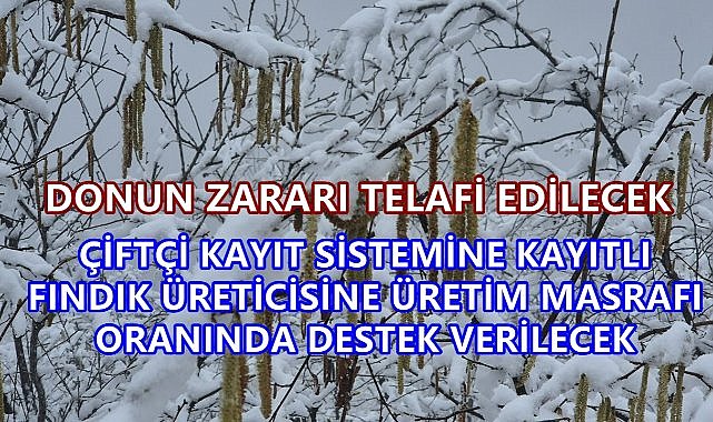 Dondan Zarar Gören Fındık Üreticisine Üretim Maliyeti Oranında Destek Verilecek