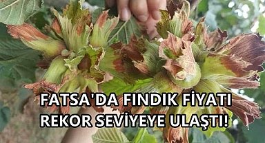 Fatsa'da Fındık Fiyatı Rekor Yaptı; Duyan Tüccara Koştu!