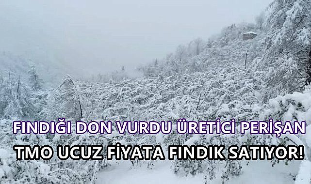 Fındığı Don Vurdu Üretici Perişan; TMO Ucuz Fiyata Fındık Satıyor!