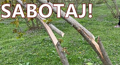 Fındık Bahçesine Sabotaj; Kumru'da Fındık Dallarını Kestiler!