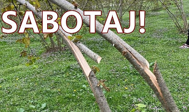 Fındık Bahçesine Sabotaj; Kumru&#039;da Fındık Dallarını Kestiler!