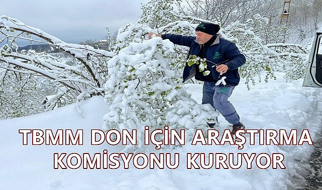Fındık Dondan Zarar Gördü; TBMM Araştırma Komisyonu Kuruyor!