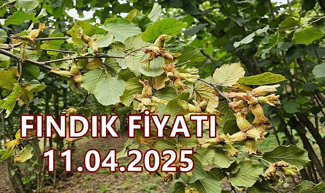 Fındık Fiyatı 11 Nisan 2025 Cuma