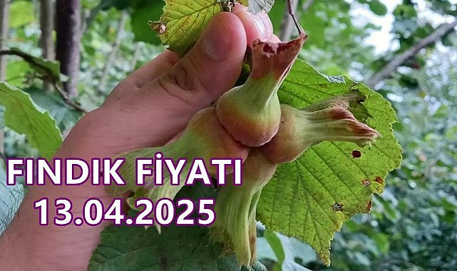 Fındık Fiyatı 13 Nisan 2025 Pazar