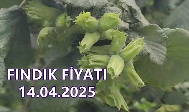 Fındık Fiyatı 14 Nisan 2025 Pazartesi