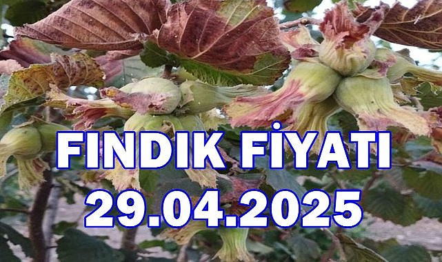 Fındık Fiyatı 29 Nisan 2025 Salı