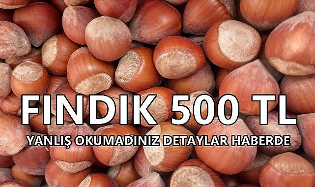 Fındık Fiyatı 500 TL oldu; Yanlış Okumadınız  Detaylar Haberimizde