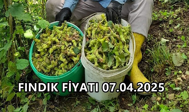 Fındık Fiyatı 7 Nisan 2025 Pazartesi