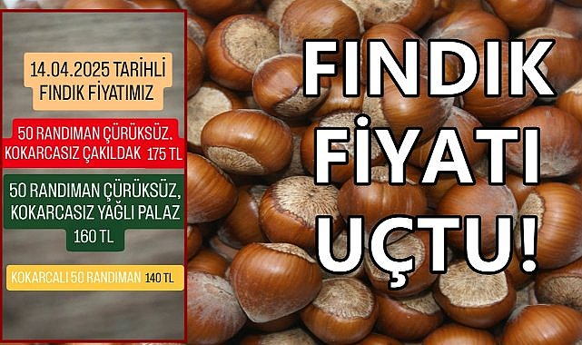 Fındık Fiyatı Güncellendi Rekora Gidiyor; Fındık Fiyatı Hız Kesmiyor!