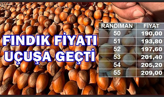 Fındık Fiyatı Uçuyor; Ordu&#039;da 50 Randıman Fındık Zirveye Çıktı!