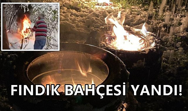 Fındık İçin Lastik Yaktılar; Üreticiler Geceyi Don Nöbetinde Geçirdi!