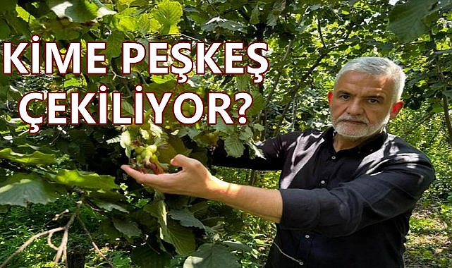 Fındık Krizi Büyüyor; TMO&#039;nun Fındık Satış Kararına Ziraat Odaları Tepki Gösterdi!