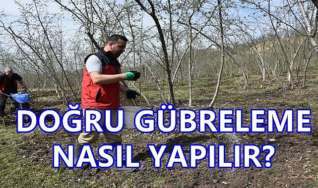 Fındık Üreticileri İçin Doğru Gübreleme Taktikleri; Verim Arttıran İpuçları