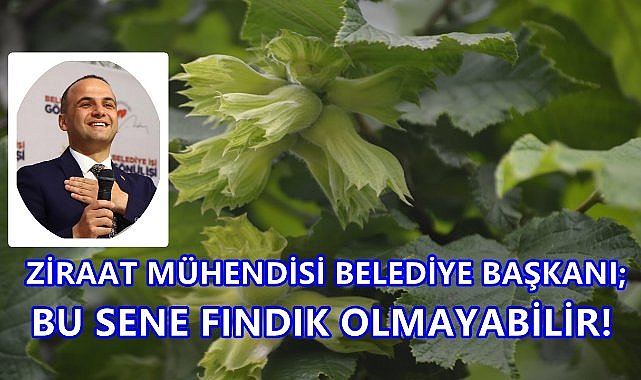 Fındıkta Büyük Tehlike; 500 Rakım Üzerinde Bu Yıl Fındık Olmayabilir!