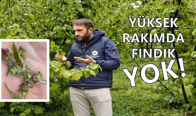 Fındıkta Büyük Tehlike; Ziraat Odası Ekipleri Fındık Bahçesinde Tespit Yaptı